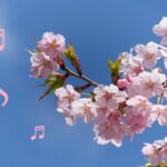 桜鑑賞と音楽鑑賞🌸