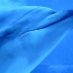 名古屋港水族館に行った🐬