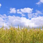 農業祭りに行ってきた(*´▽｀*)