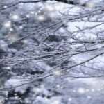 マカロン家の年末年始⛄