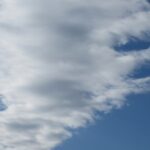 サモエドカフェ🐕️